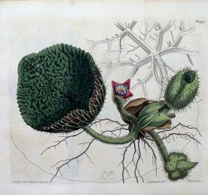 1447 (Euryale) The Botanical Magazine. London, 1812.