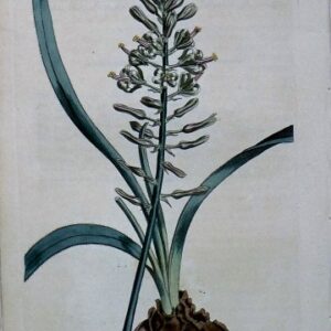 1444 (Drimia) The Botanical Magazine. London, 1812.