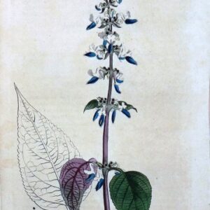 1446 (Like Basil) The Botanical Magazine. London, 1812.