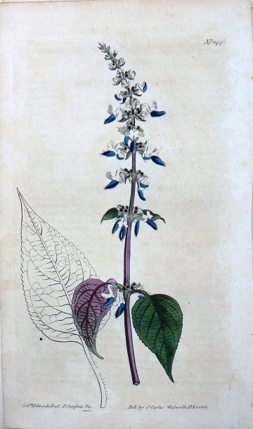 1446 (Like Basil) The Botanical Magazine. London, 1812.