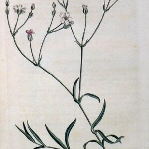 1448 (Gyposophila) The Botanical Magazine. London, 1812.
