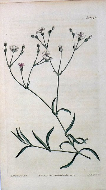 1448 (Gyposophila) The Botanical Magazine. London, 1812.