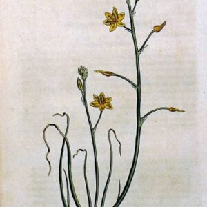 1451 (Anthericum) The Botanical Magaine. London, 1812.