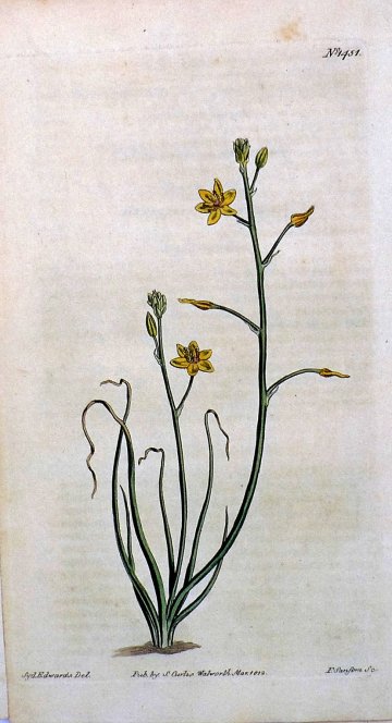 1451 (Anthericum) The Botanical Magaine. London, 1812.