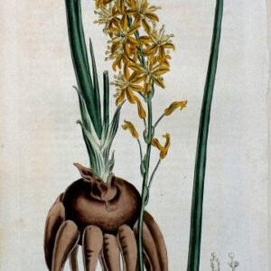 1454. (Anthericum) The Botanical Magazine. London, 1812.