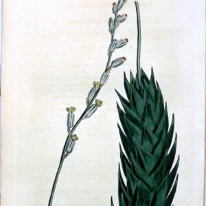 1455. (Aloe) The Botanical Magazine. London, 1812.
