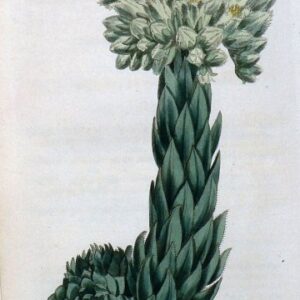 1457. (Hens and Chicken House-Leek) The Botanical Magazine, 1812.