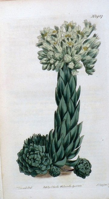 1457. (Hens and Chicken House-Leek) The Botanical Magazine, 1812.