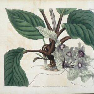 1488 (Tacca) The Botanical Magazine, London, 1812.