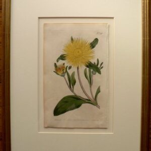 No. 540 ((Yellow-Flowered Fig-Marigold) The Botanical Magazine. London. 1861.