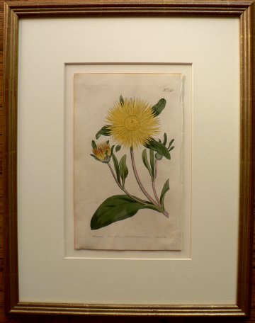 No. 540 ((Yellow-Flowered Fig-Marigold) The Botanical Magazine. London. 1861.