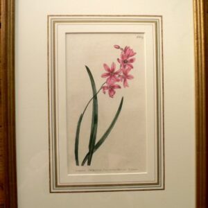 No. 629 (Scented Ixia) The Botanical Magazine. London, 1803.