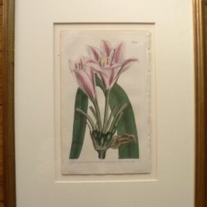 No. 661. (Amaryllis) The Botanical Magazine. London, 1803.