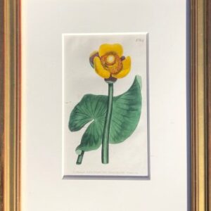 No. 684. The Botanical Magazine. London, 1803.