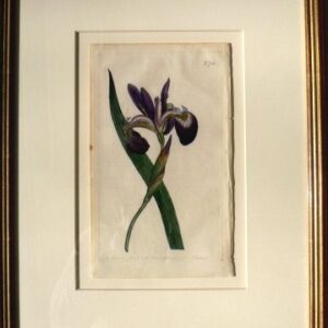 No. 703 (Iris) The Botanical Magazine. London, 1803.