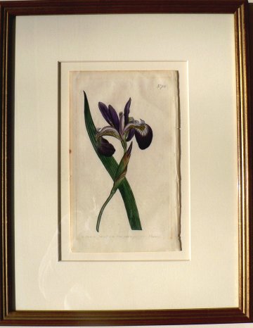 No. 703 (Iris) The Botanical Magazine. London, 1803.