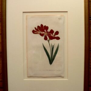 No. 704 (Tritonia) The Botanical Magazine. London,1803