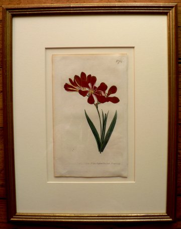 No. 704 (Tritonia) The Botanical Magazine. London,1803