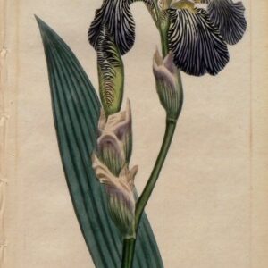 No. 787 (Iris) The Botanical Magazine. London, 1804.