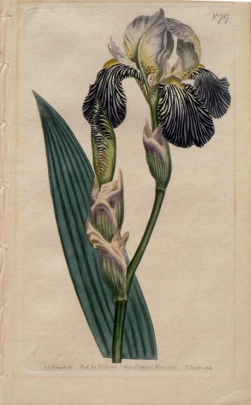 No. 787 (Iris) The Botanical Magazine. London, 1804.