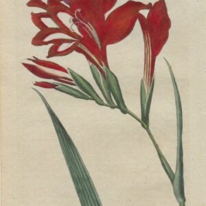 No. 135 (Gladiolus) The Botanical Magazine. London 1790.
