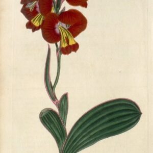 No. 592 (Cornflag) The Botanical Magazine, 1802.