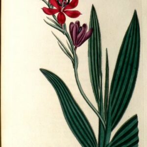 No. 719 (Gladiolus) The Botanical Magazine. London, 1804.