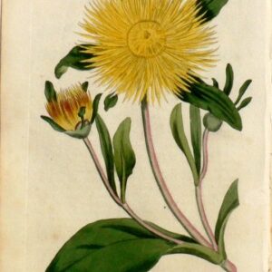 No. 540 (Fig-Marigold) The Botanical Magazine. London, 1801.