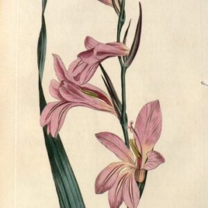 No. 719 (Gladiolus) The Botanical Magazine. London, 1804.