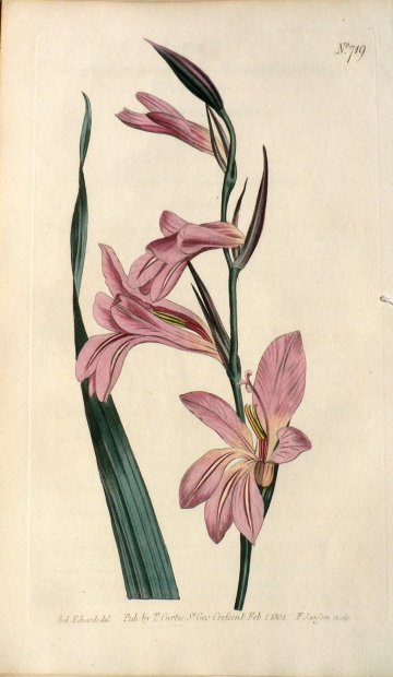 No. 719 (Gladiolus) The Botanical Magazine. London, 1804.