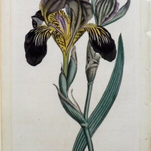 No. 986 (Iris) The Botanical Magazine. London, 1806.