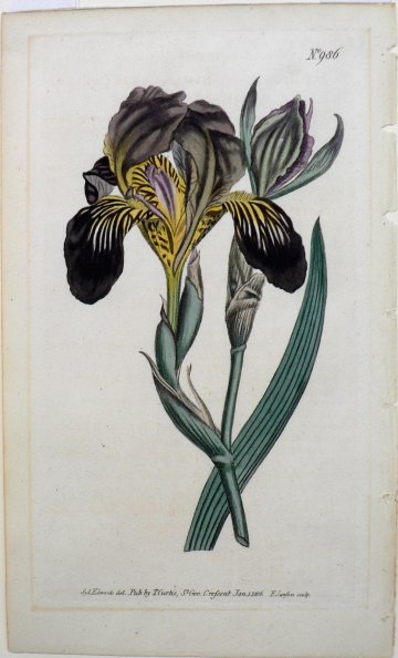 No. 986 (Iris) The Botanical Magazine. London, 1806.