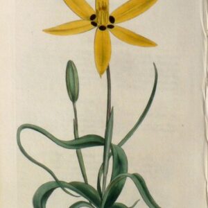 No. 662 (Star-Hypoxis) The Botanical Magazine. London, 1803.