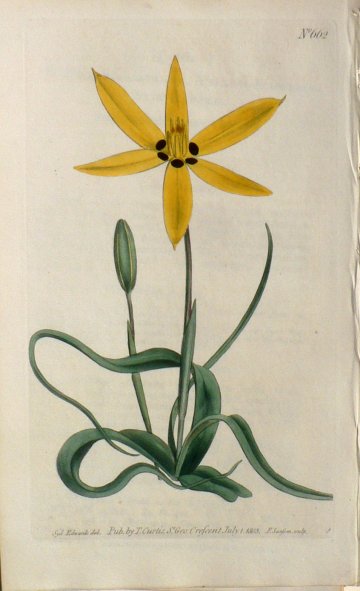No. 662 (Star-Hypoxis) The Botanical Magazine. London, 1803.