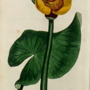 No. 684. (Waterlily) The Botanical Magazine London, 1803.