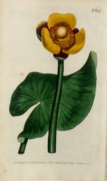 No. 684. (Waterlily) The Botanical Magazine London, 1803.