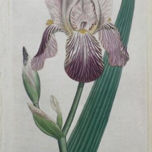 No. 187 (Iris) The Botanical Magazine. London, 1792.