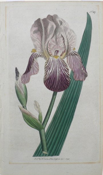 No. 187 (Iris) The Botanical Magazine. London, 1792.