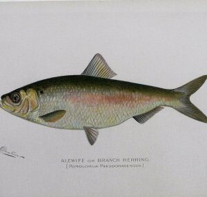 S. F, Denton (Alewife) Game Fish of New York State. 1897-1907