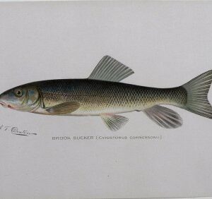 S. F. Denton (Brook Sucker) Game Fish of New York State. 1897-1907