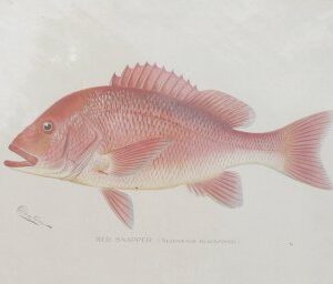 S.F. Denton (Red Snapper) Game Fish of New York State. 1895- 1907