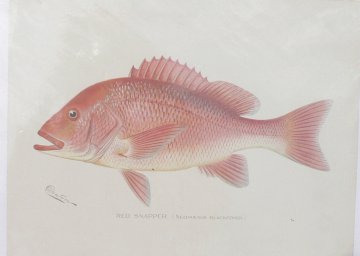 S.F. Denton (Red Snapper) Game Fish of New York State. 1895- 1907