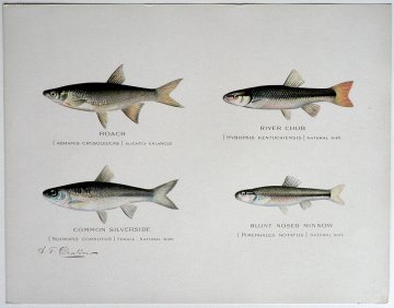 S.F. Denton (Roach, Chub, etc) Game Fish of New York State. 1897-1907