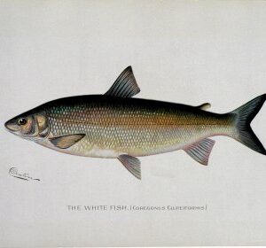 S.F. Denton. (White Fish) Game Fish of New York State, 1895-1907