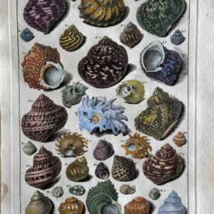 Planche IX (Snail Shells) La Conchyliologie. Paris [1757]-1780. Framed