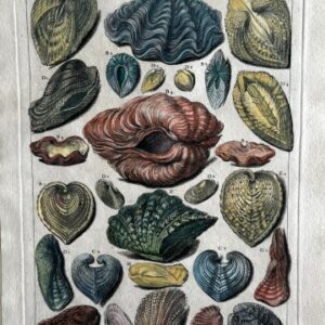 Planche LI (Cockles) La Conchyliologie. Paris [1757]-1780. Framed