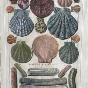 Planche LV (Pen Shells and Scallops) La Conchyliologie. Paris [1757]-1780. Framed