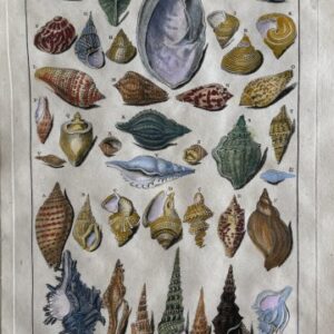 Planche LXXIX (Whelk Shells) La Conchyliologie. Paris [1757]-1780. Framed