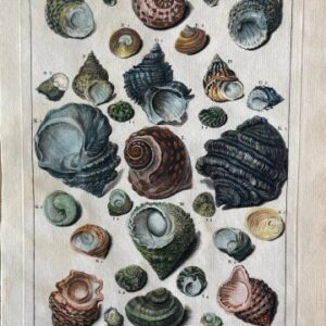 Plance VIII (Limacons) La Conchyliologie. Paris [1757]-1780. Framed