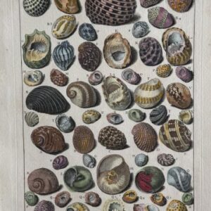 Planche X (Limacons) La Conchyliologie. Paris [1757]-1780. Framed